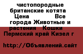 чистопородные британские котята › Цена ­ 10 000 - Все города Животные и растения » Кошки   . Пермский край,Кизел г.